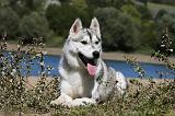 SIBERIAN HUSKY 646